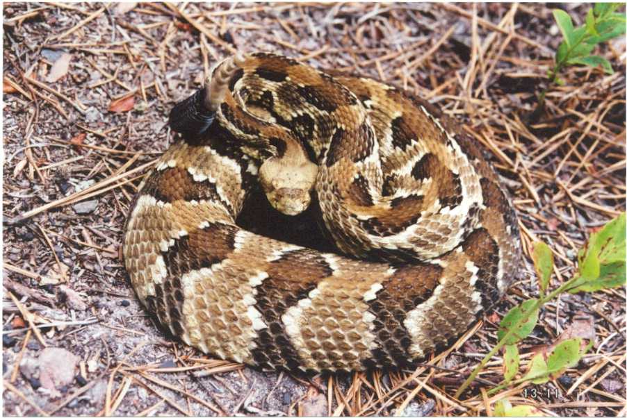 timber rattler.jpg [103 Kb]